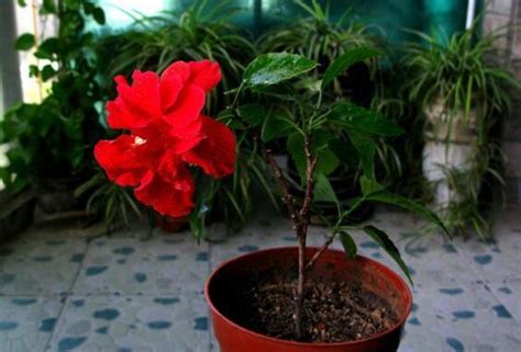 扶桑花怎麼養|扶桑花的養殖方法：選土,育苗階段很重要